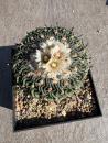Stenocactus multicostatus